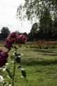 Nacionālajā botāniskajā dārzā zied rozes - 39