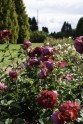 Nacionālajā botāniskajā dārzā zied rozes - 40