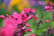 LU Botāniskajā dārzā zied flokši - 1