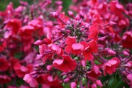 LU Botāniskajā dārzā zied flokši - 6