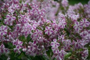 LU Botāniskajā dārzā zied flokši - 9