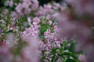 LU Botāniskajā dārzā zied flokši - 10