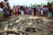 Nogalināti krokodili Indonēzijā  - 1