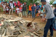Nogalināti krokodili Indonēzijā  - 2