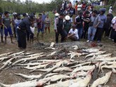 Nogalināti krokodili Indonēzijā  - 3