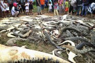 Nogalināti krokodili Indonēzijā  - 4