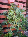 Uz leju augošie tomāti jeb tomāti 'kājām gaisā' - 4