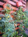 Uz leju augošie tomāti jeb tomāti 'kājām gaisā' - 5