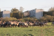 Lielupes palienes pļavas Jelgavā - 16