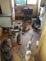 Likumsargi Purvciemā antisanitāros apstākļos uziet 24 kaķus  - 4