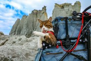 Daisuke Nagasava un ceļojošie kaķi - 6