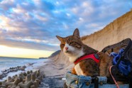Daisuke Nagasava un ceļojošie kaķi - 7