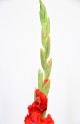 Izstāde "Gladiolu varavīksne – veltījums manai Latvijai" - 14