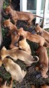 PVD Dārziņos atņem 18 suņus - 1