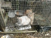 Sužos sievietei konfiscē sliktos apstākļos turētos 45 kaķus - 4