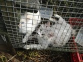 Sužos sievietei konfiscē sliktos apstākļos turētos 45 kaķus - 8