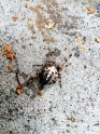 Krusta zirneklis Tukumā - 2
