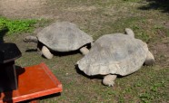 Bruņurupuču svēršana 2018 - 2