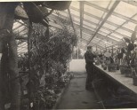 1952 Kaktusu siltumnica