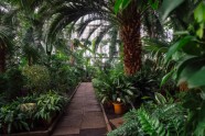 LU botāniskais dārzs, palmu māja - 1