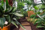 LU botāniskais dārzs, palmu māja - 2