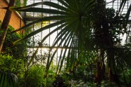 LU botāniskais dārzs, palmu māja - 4