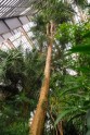 LU botāniskais dārzs, palmu māja - 7