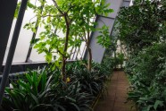 LU botāniskais dārzs, palmu māja - 8