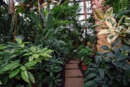 LU botāniskais dārzs, palmu māja - 9
