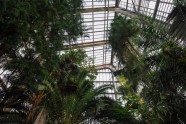 LU botāniskais dārzs, palmu māja - 10