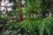 LU botāniskais dārzs, palmu māja - 11