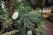 LU botāniskais dārzs, palmu māja - 12