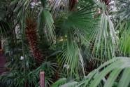 LU botāniskais dārzs, palmu māja - 14