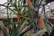 LU botāniskais dārzs, palmu māja - 15