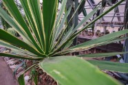 LU botāniskais dārzs, palmu māja - 17