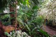 LU botāniskais dārzs, palmu māja - 20
