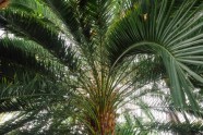 LU botāniskais dārzs, palmu māja - 21