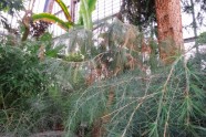LU botāniskais dārzs, palmu māja - 23