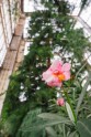 LU botāniskais dārzs, palmu māja - 24