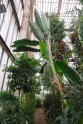 LU botāniskais dārzs, palmu māja - 27