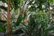 LU botāniskais dārzs, palmu māja - 30