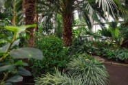 LU botāniskais dārzs, palmu māja - 31