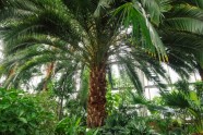 LU botāniskais dārzs, palmu māja - 32