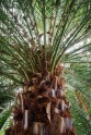 LU botāniskais dārzs, palmu māja - 33