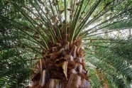 LU botāniskais dārzs, palmu māja - 34
