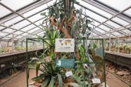 LU botāniskais dārzs, palmu māja - 36
