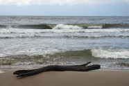 Daugavgrīvas pludmale pēc vētras - 7