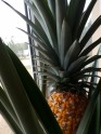 Mājās izaudzēts ananass, ananass