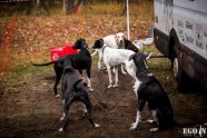 Pasaules kausa posms kamanu suņu sportā Zilajos kalnos - 6