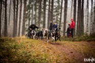 Pasaules kausa posms kamanu suņu sportā Zilajos kalnos - 16